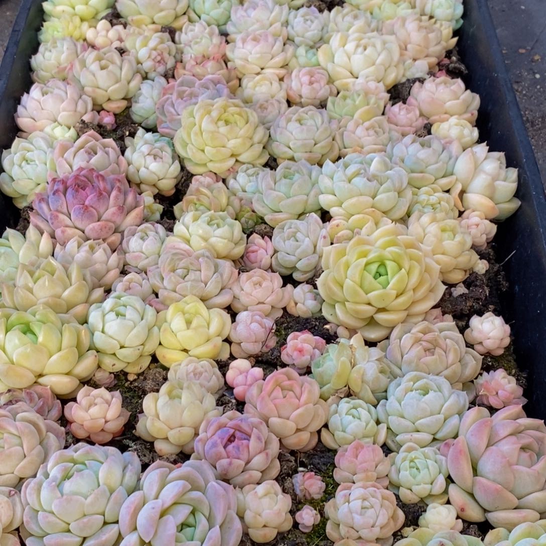 颜*153多肉植物保护研究所所长助理