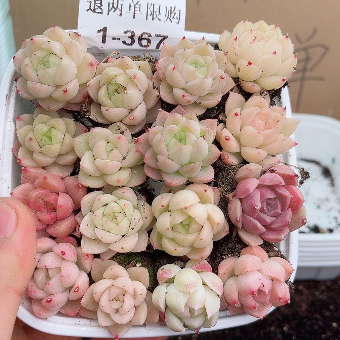 1-367 新疆西藏内蒙不发12.8包邮2-3公分多肉