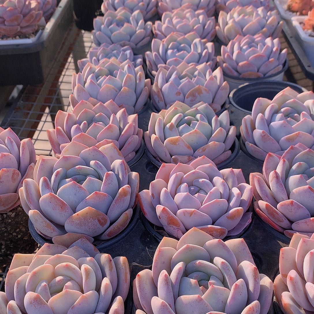 奶盖356789000000000