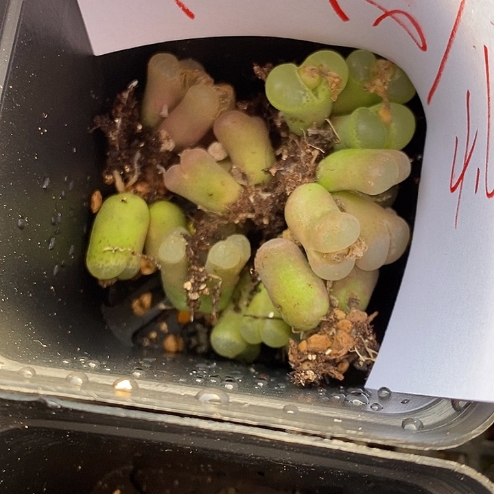 848三头樱花风铃1颗。     