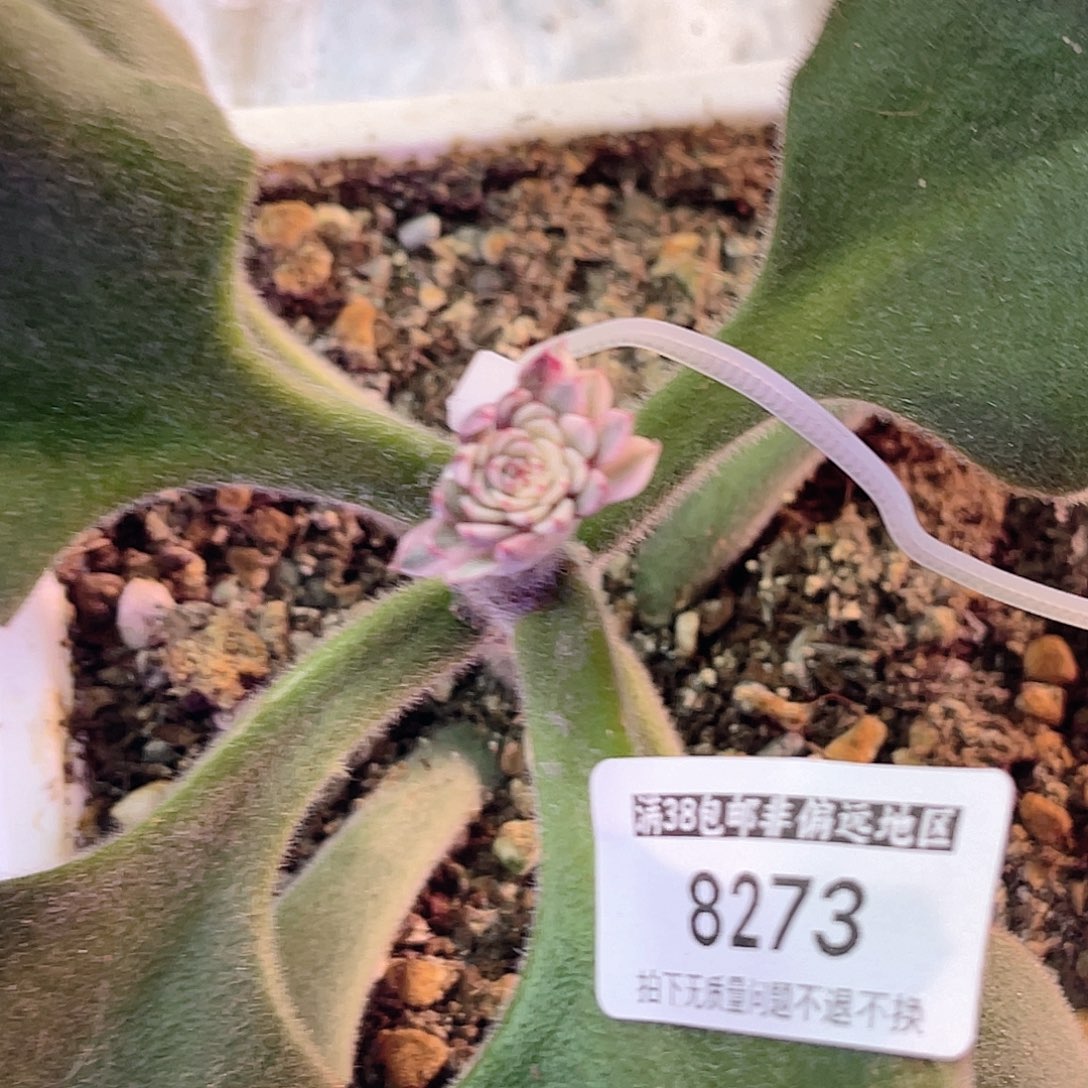 愚***鲁尚品园艺寄养紫风车锦8273