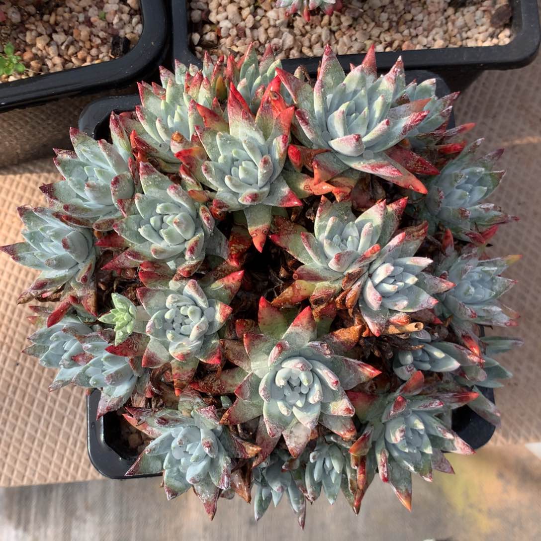 白雪，多肉植物啦啦啦