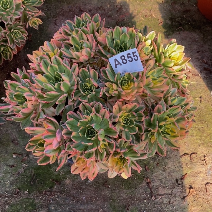 甜茶多肉植物855