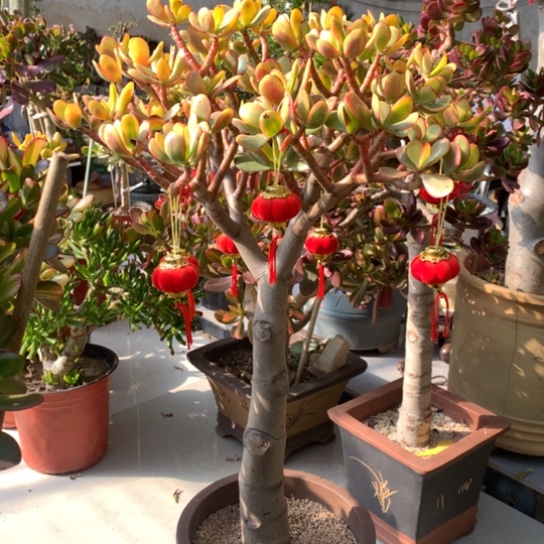 橙*黄金花月脱土发货