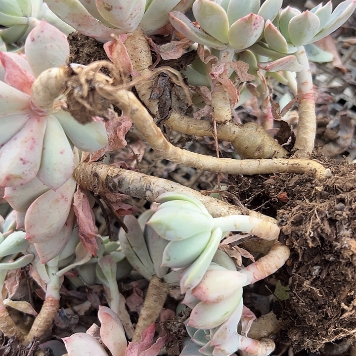 红粉佳人2盆5块。               