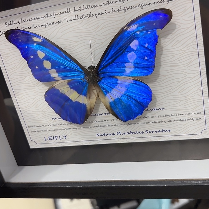 蝴蝶标本定制版光明预售