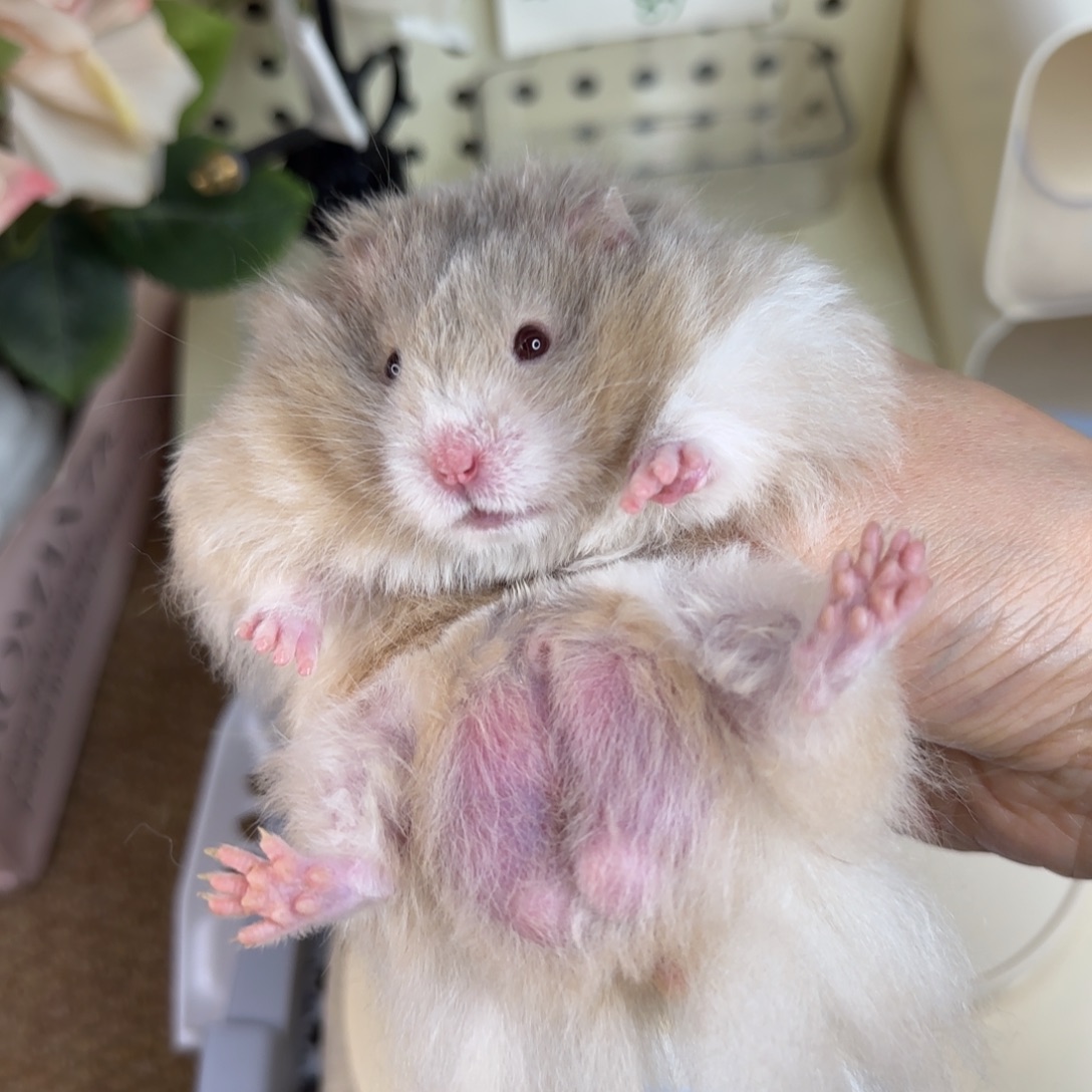 黄巧波弟弟7.3生日148g