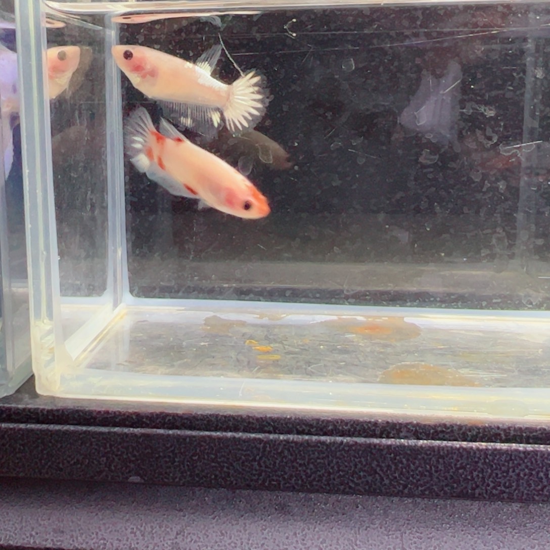 斗鱼浅色特殊尾hhhh