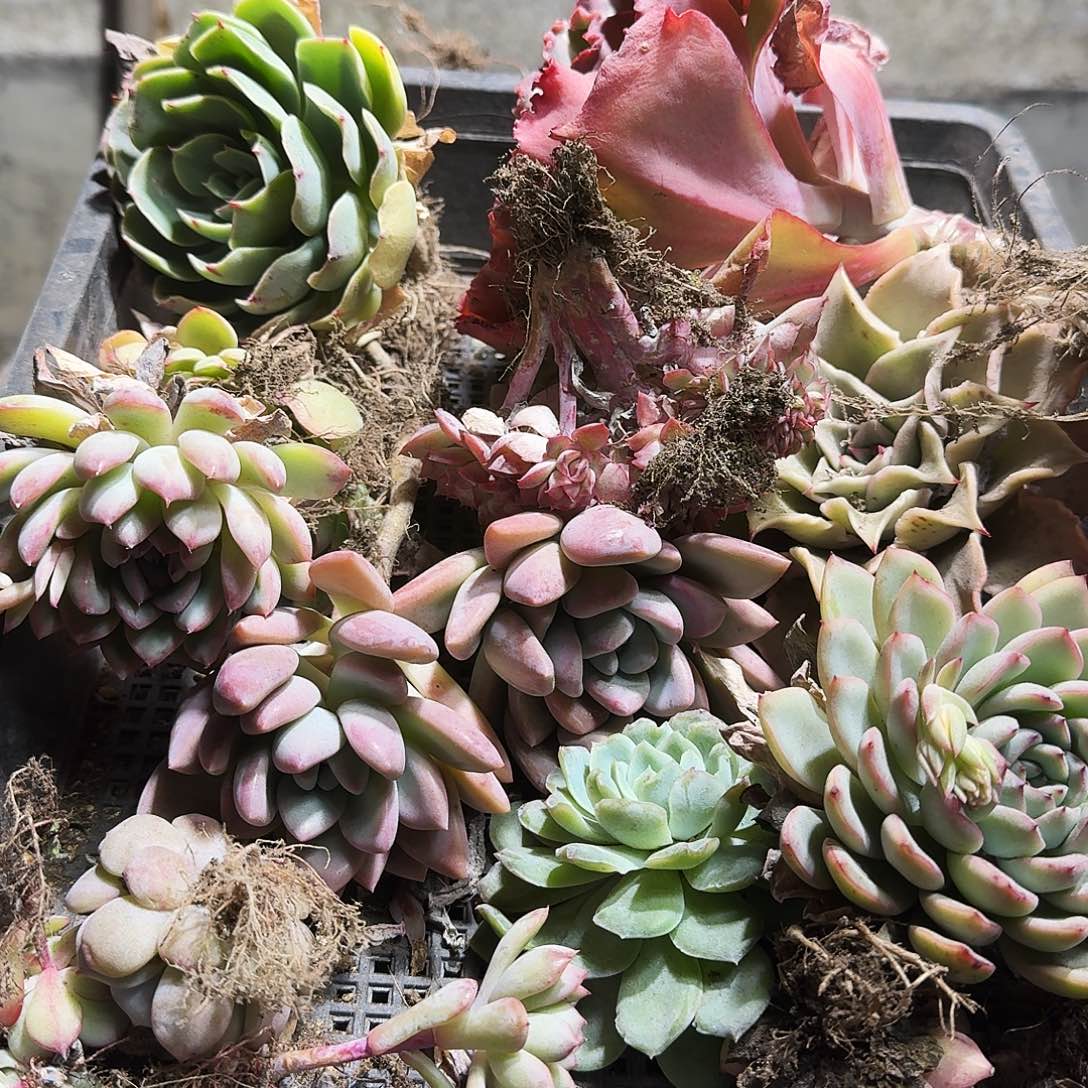 满20包邮零下拍保温箱86号筐无售后