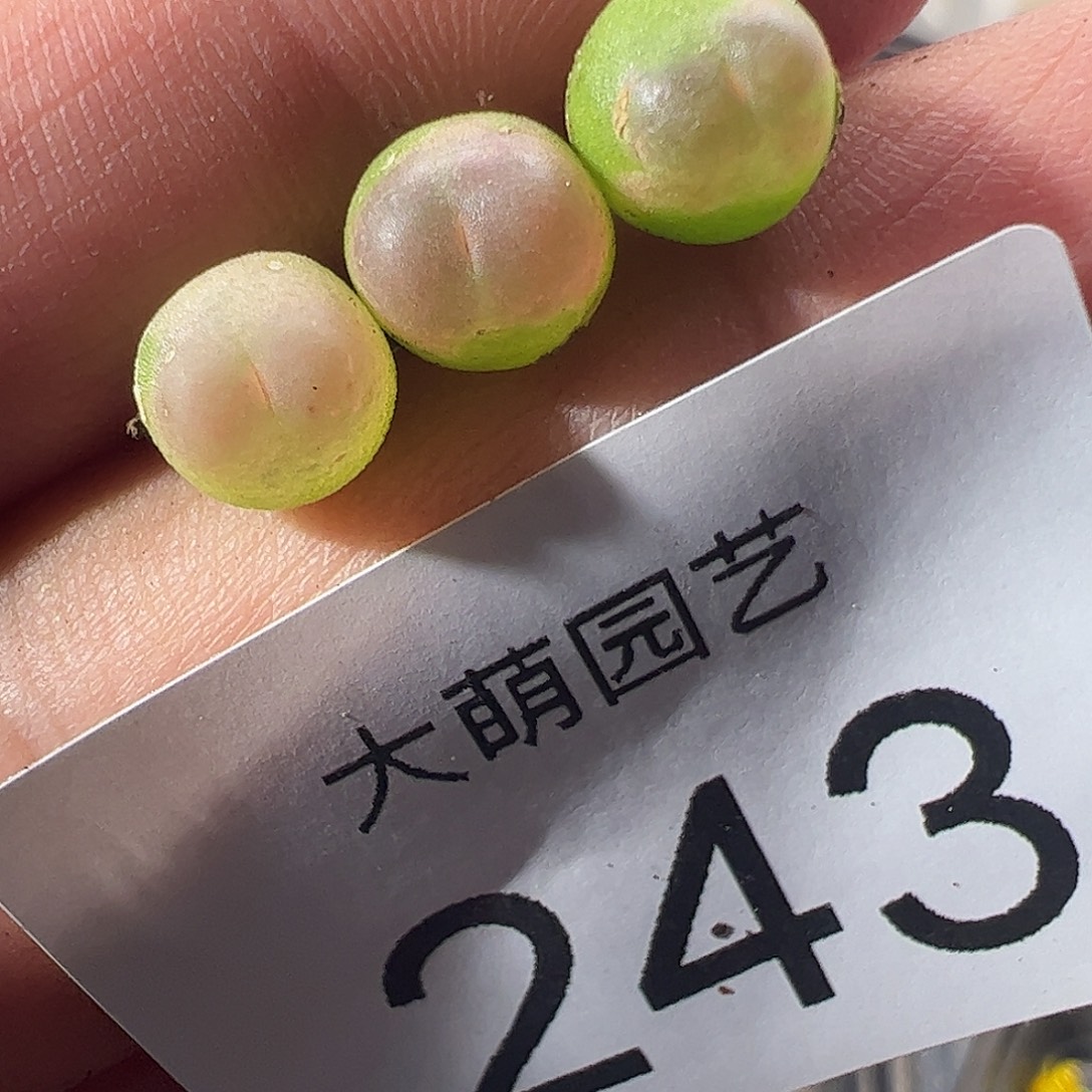 一物一拍默认微瑕。  243