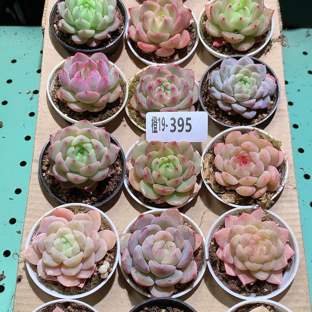 19-395一物一拍带盆18颗