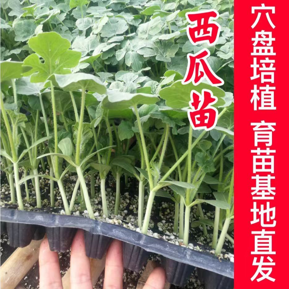 西瓜苗8424美都冰糖麒麟无籽西瓜苗大棚批发西瓜秧苗