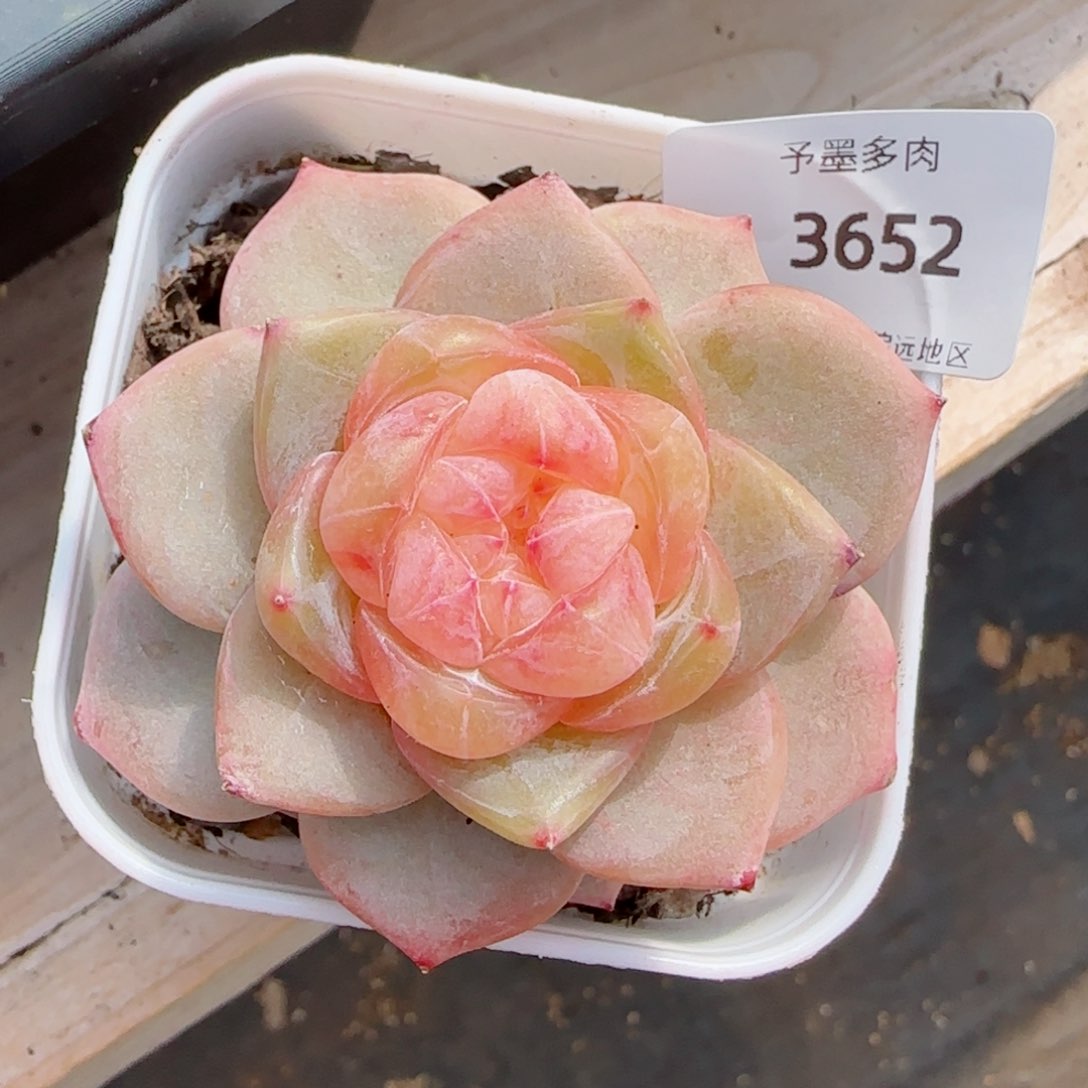 冰飘花，3652多肉植物