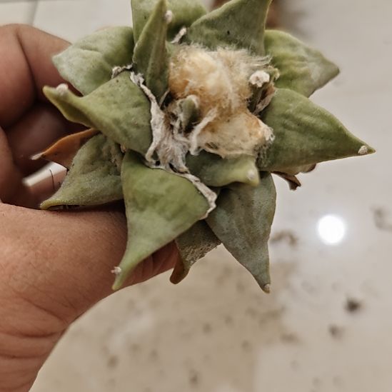 一物一拍，实生仙人球