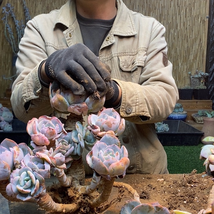 开***B247 号白凤多肉植物