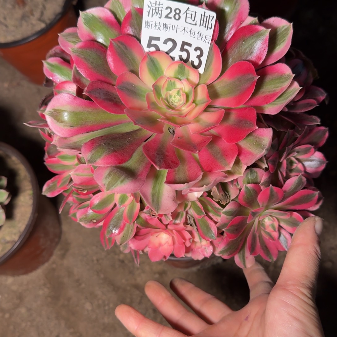 5253女巫多肉植物