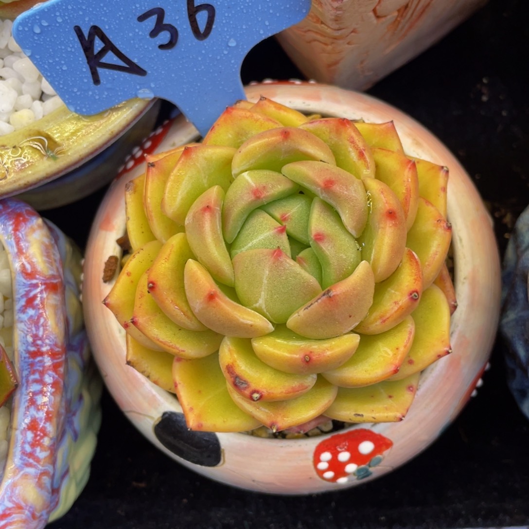 多肉植物盆栽多肉植物