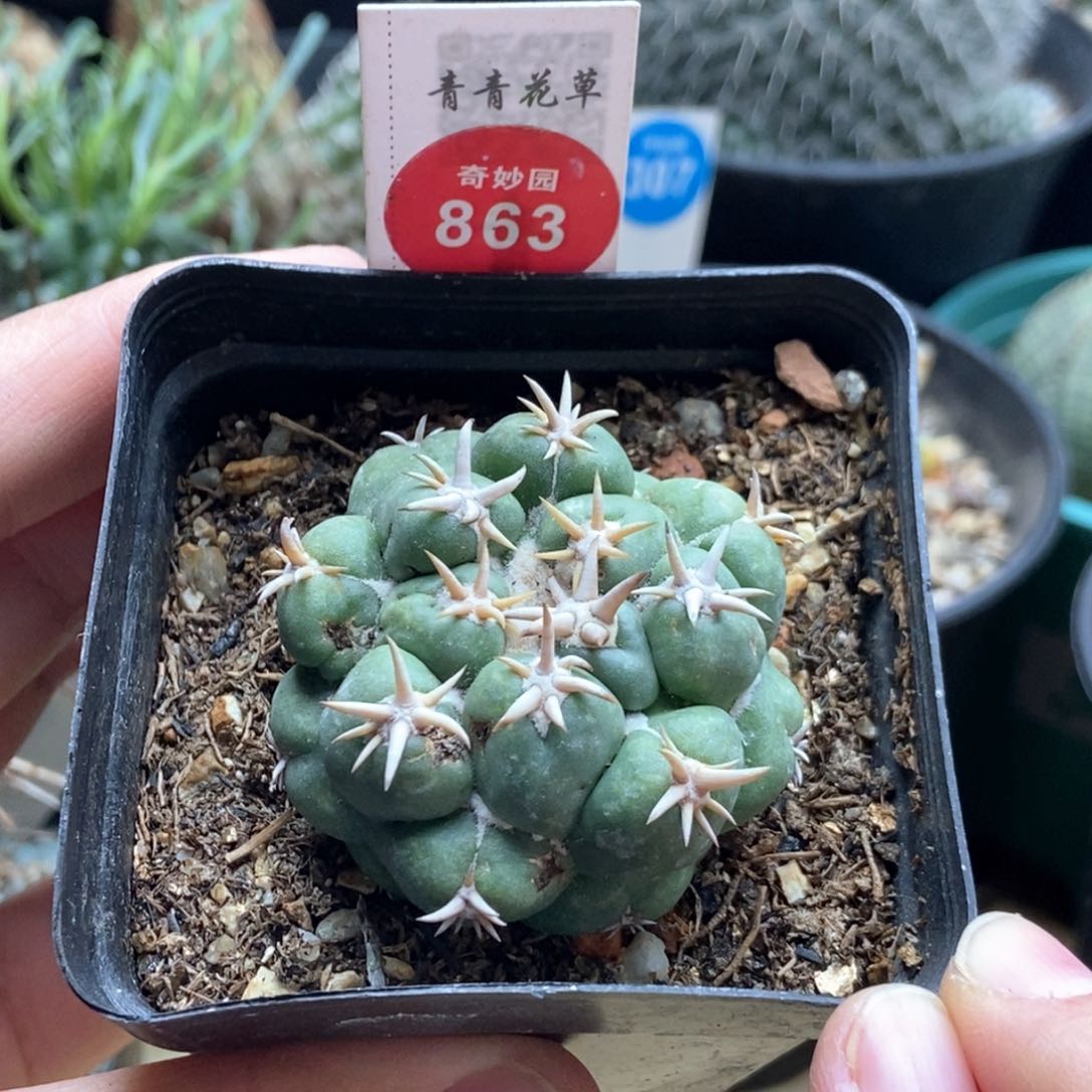 自根短豪刺象牙有斑