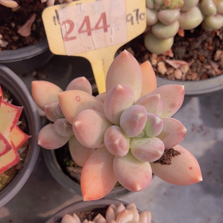 健健康康平平安安