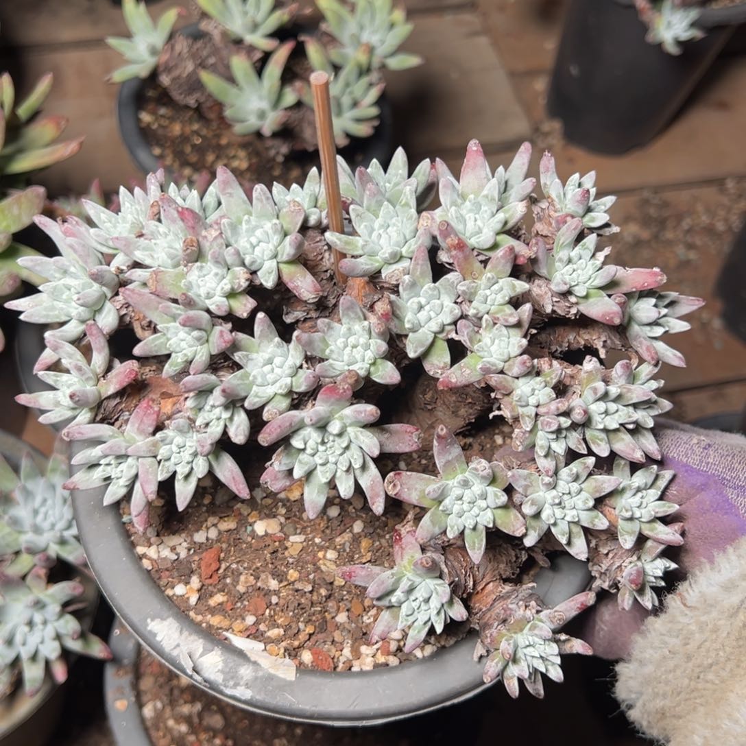 2351白霜多肉哈哈哈哈哈哈哈