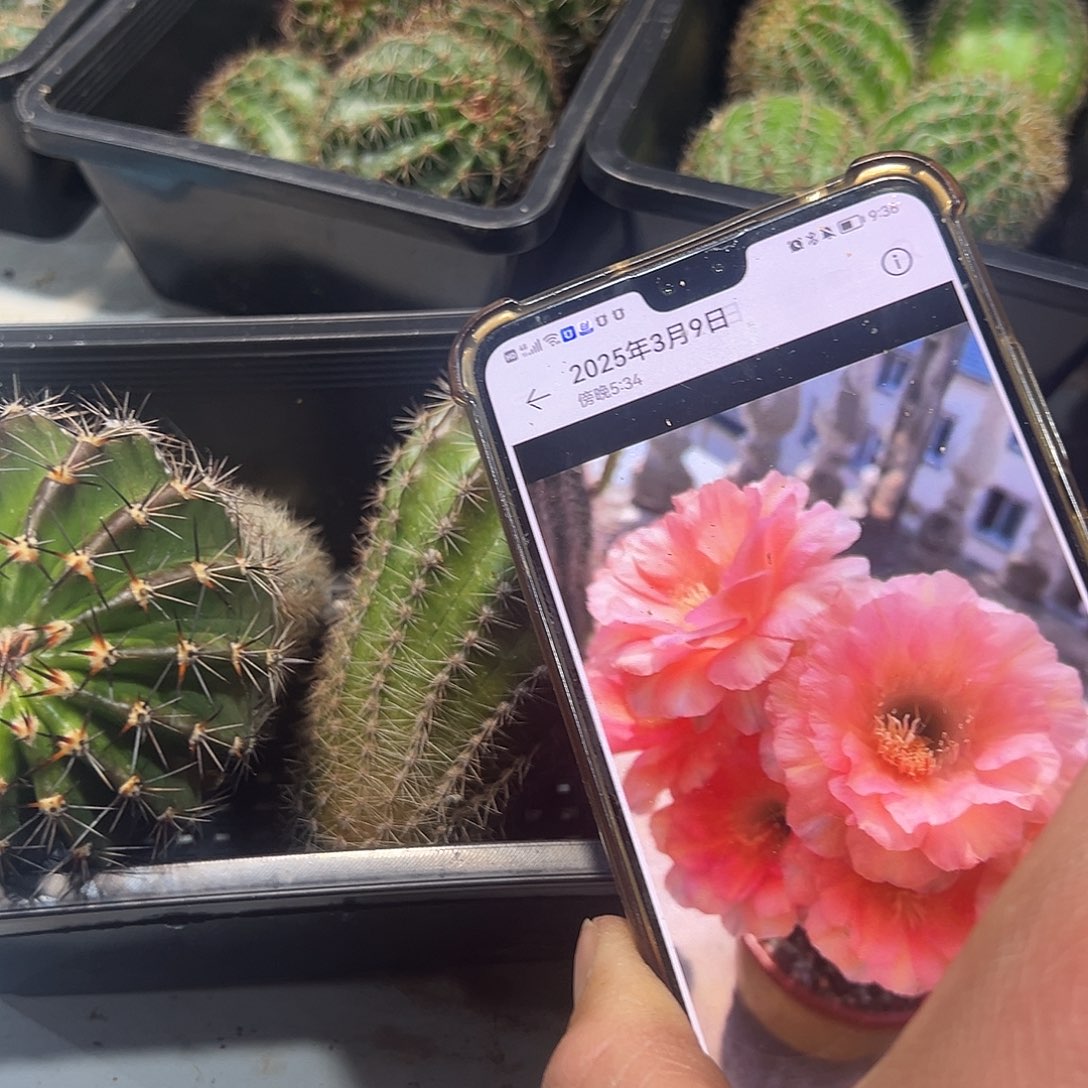 温柔大侧芽带花苞仙人球