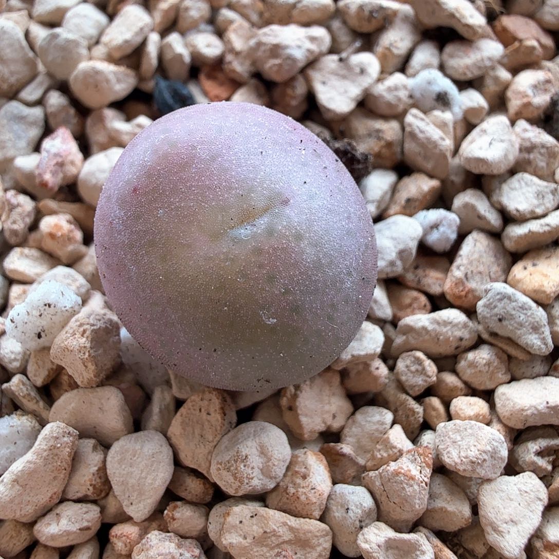 2.1.107/拉姆（v嘴杂交）/多肉植物