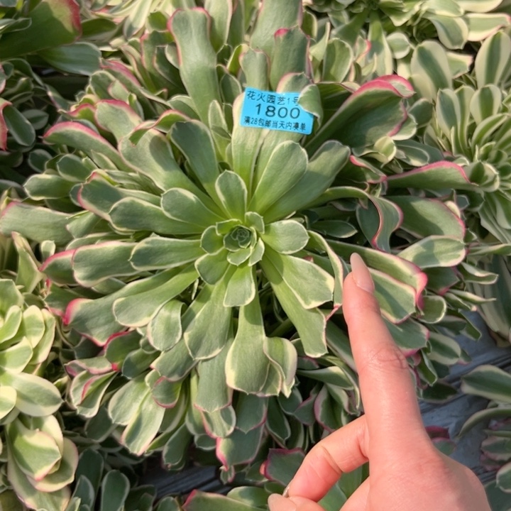 雨花石1800多肉植物