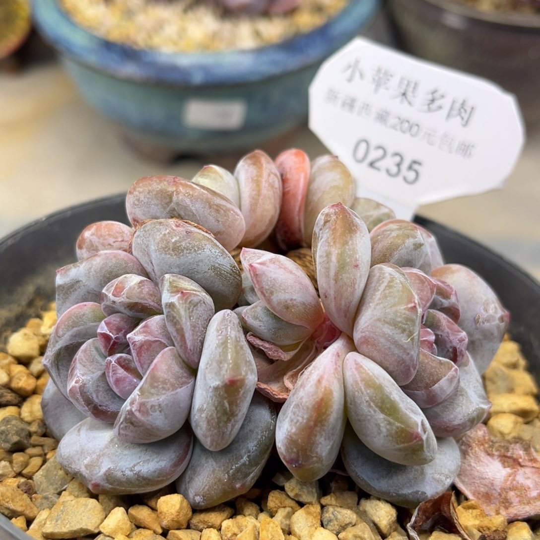 绿底紫心235/8cm4头