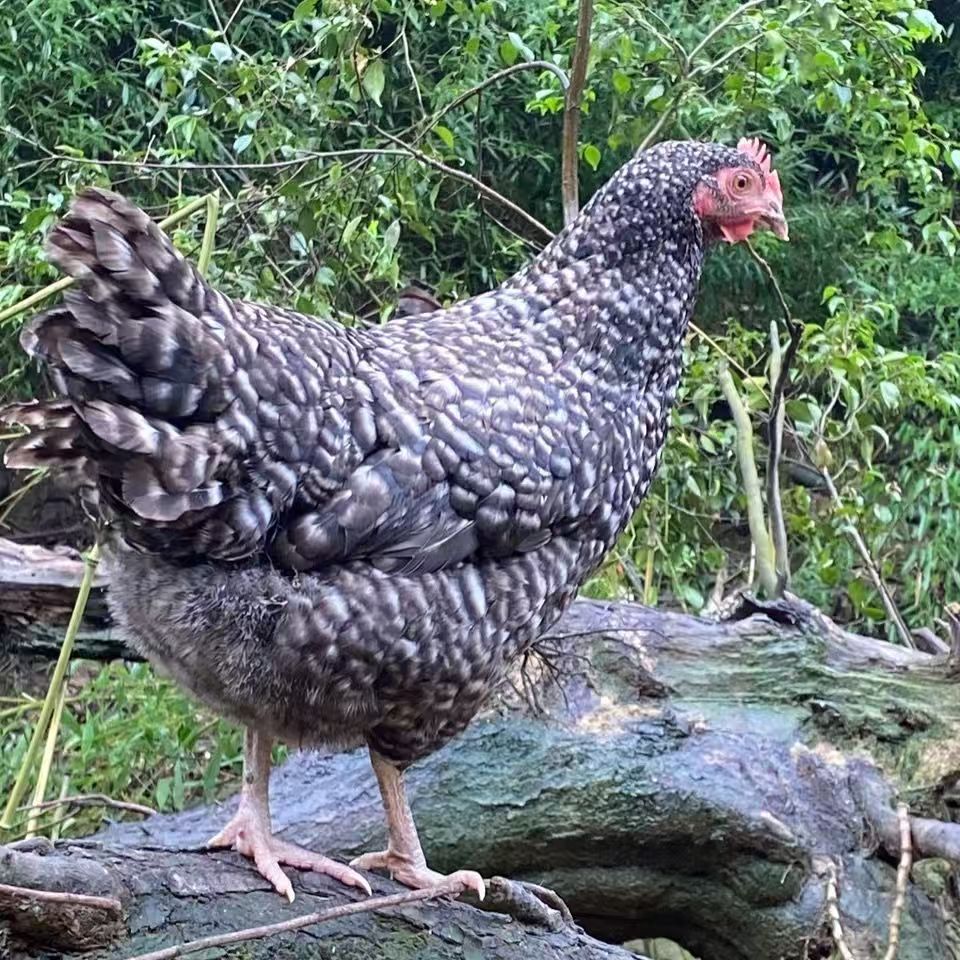 芦花整鸡生鲜肉质鲜美多汁到手10只