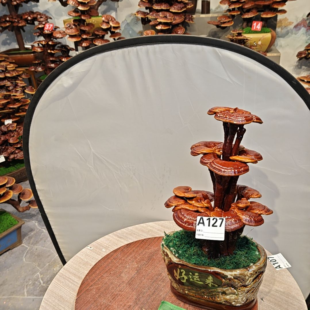 灵芝盆景高端大气上档次