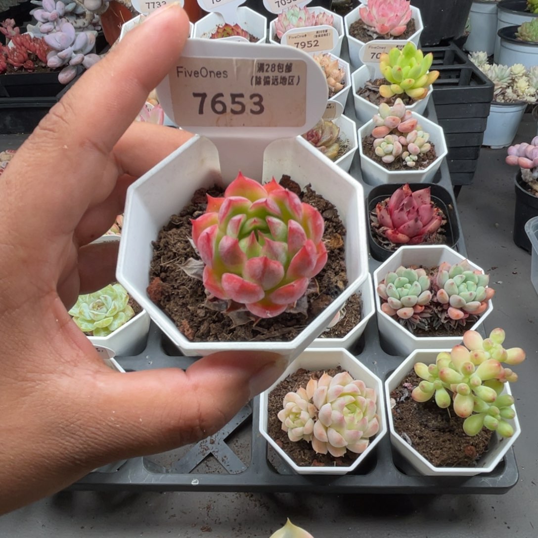 7653红媚4.0厘米