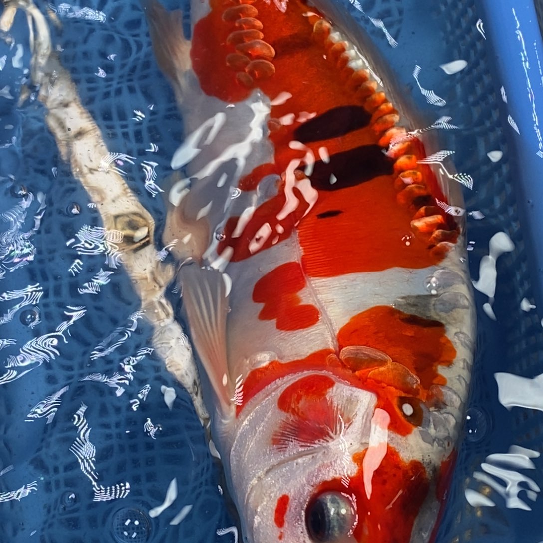 锦鲤冷水锦鲤包邮