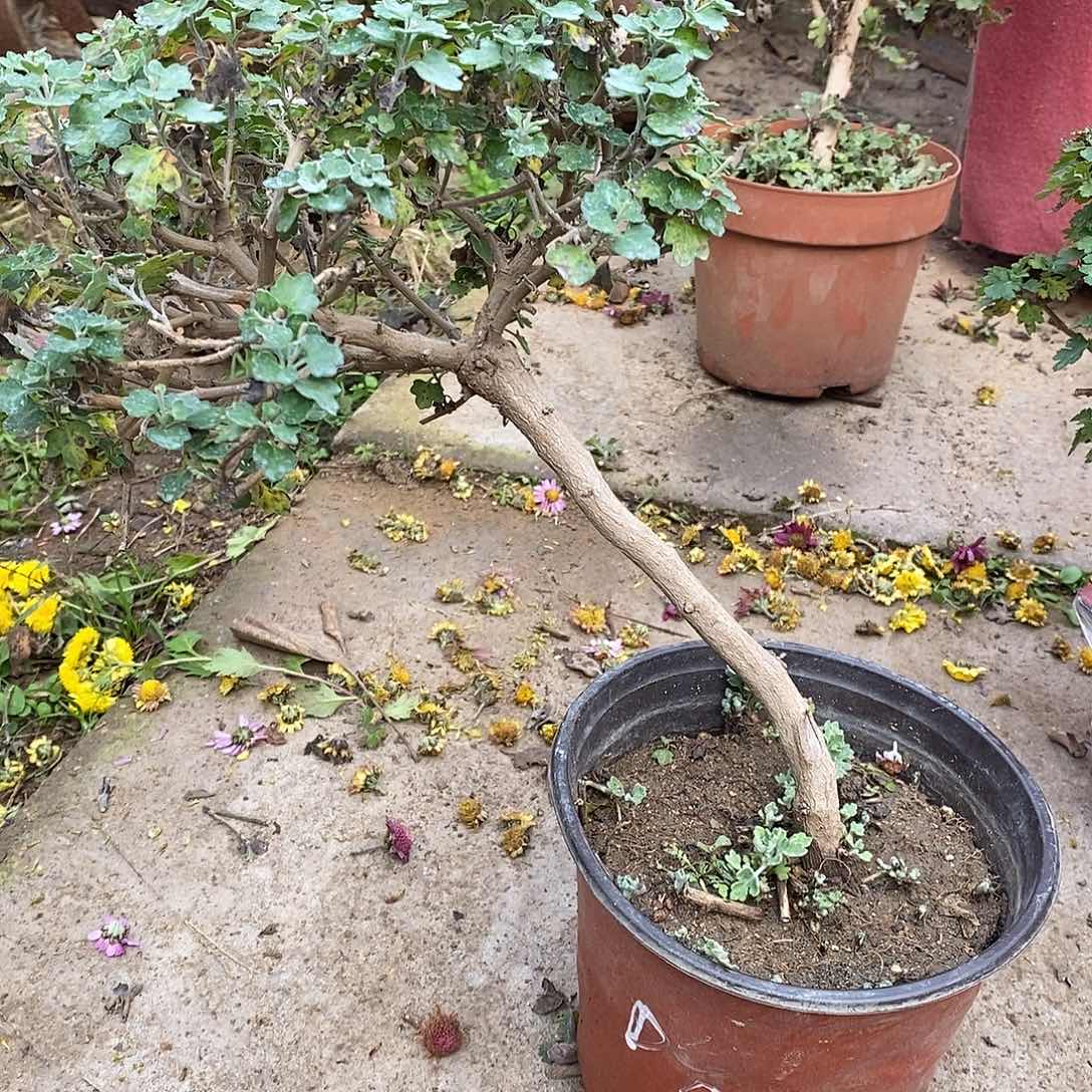 风***行完全开放菊花菊花