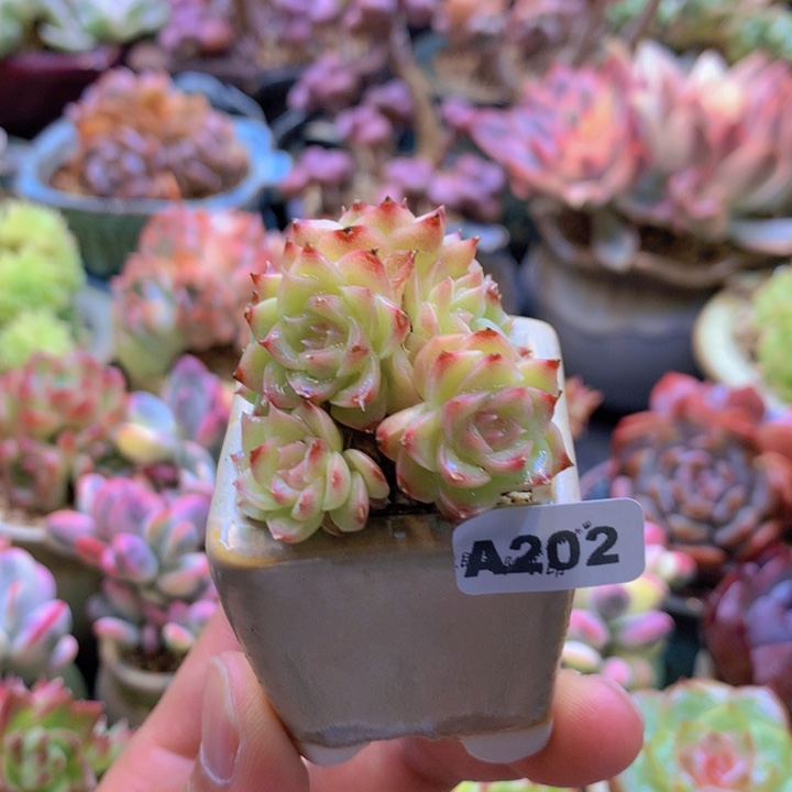 一物一拍含盆土满38包邮A202