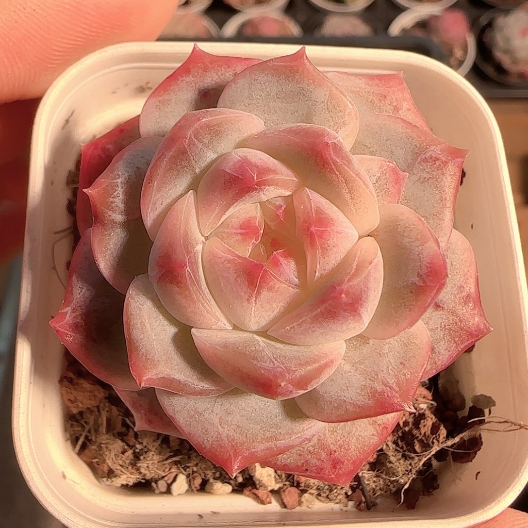 多肉1212-37福利福利