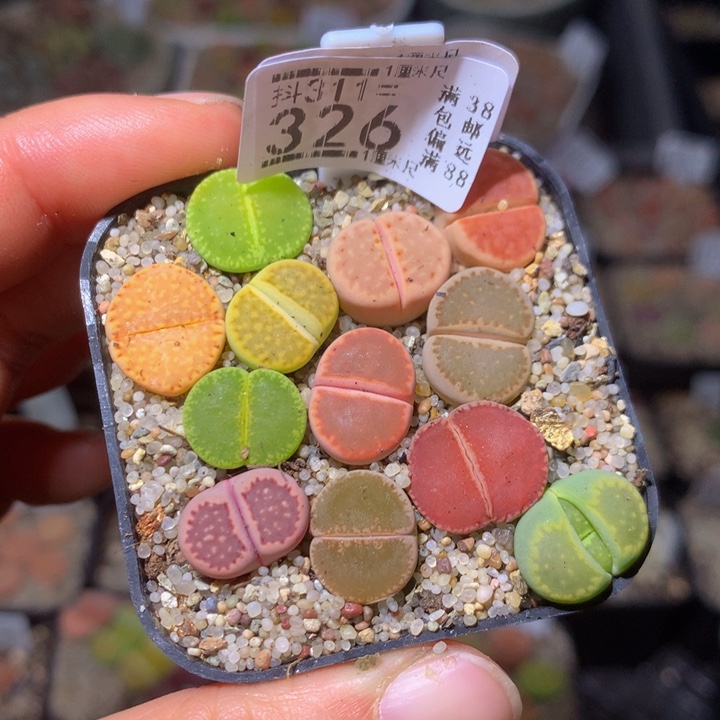 精品生石花311..326