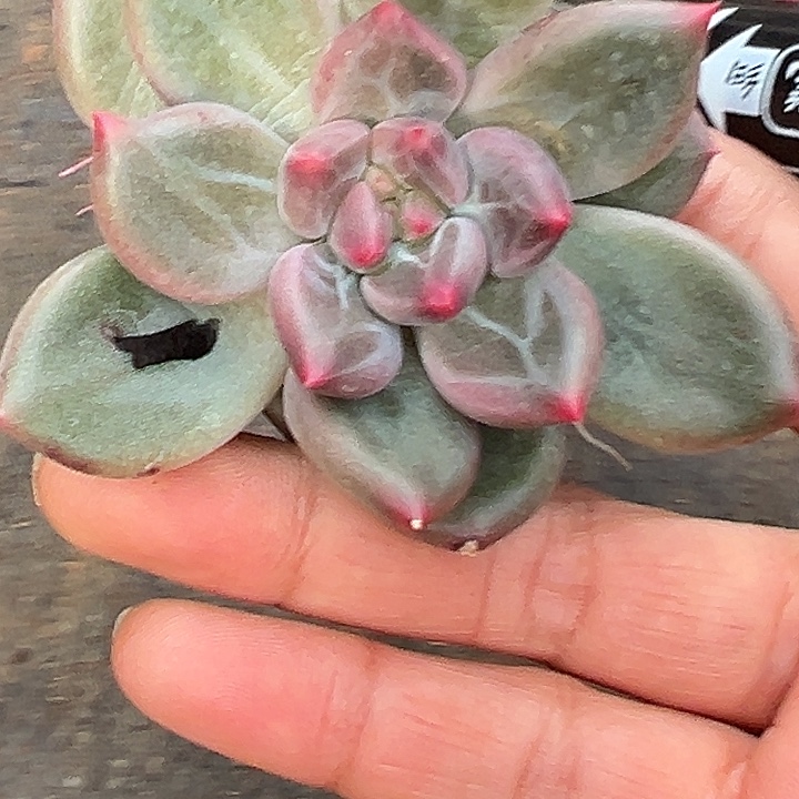 美人杂交特价一物一拍