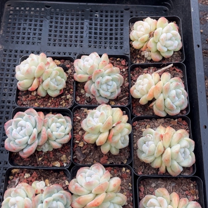 冰玉多肉七方盆一组10个2号