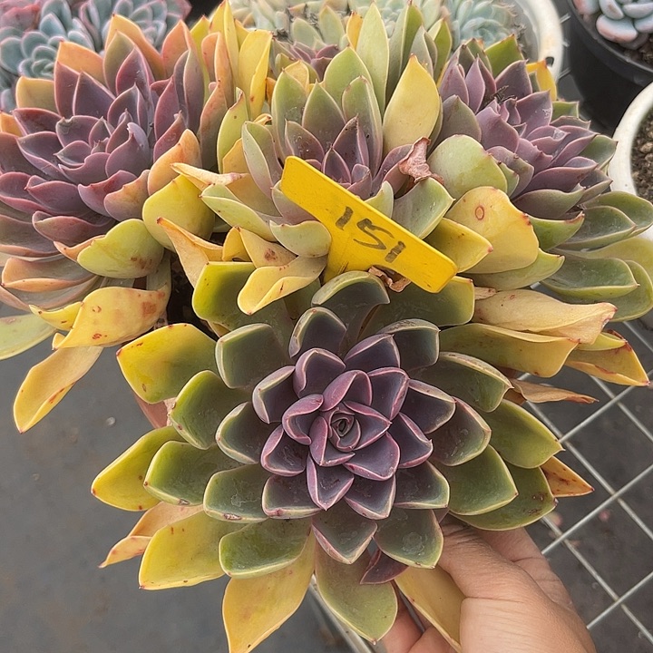 两单包邮，一物一拍151