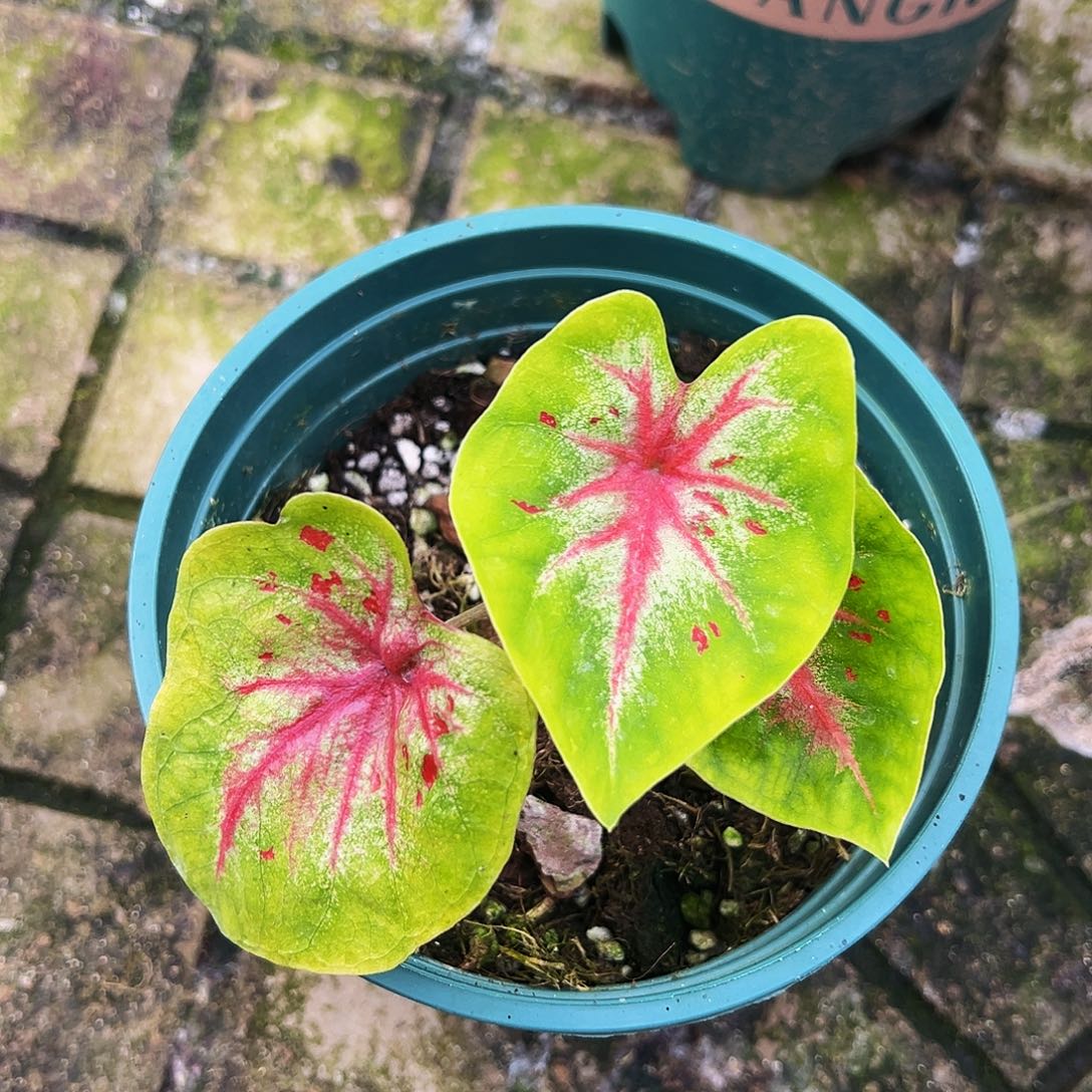 *****完全开放一物一拍3790