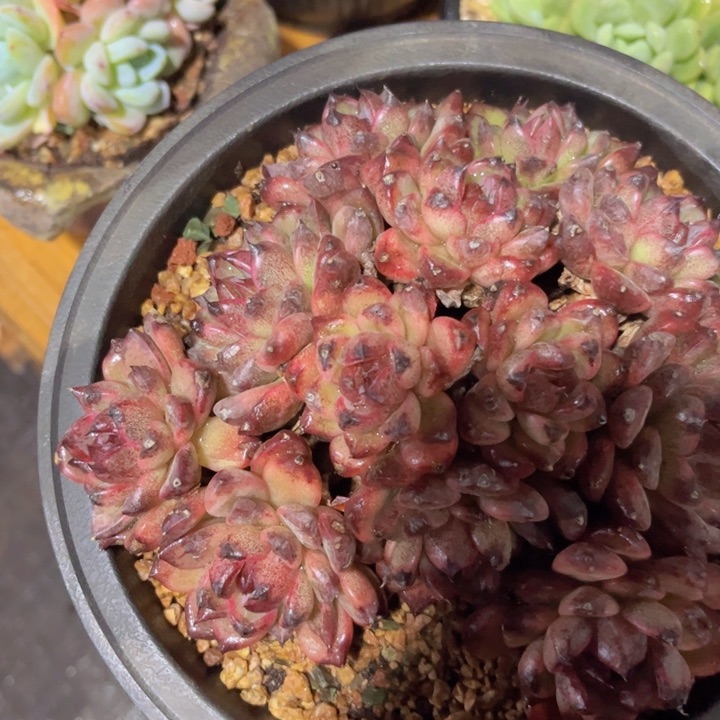 美慕花坊，一物一拍。