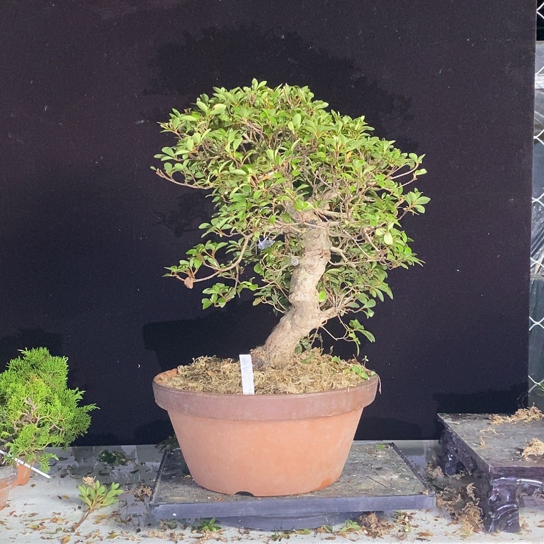 寻*杜鹃花包邮麦总