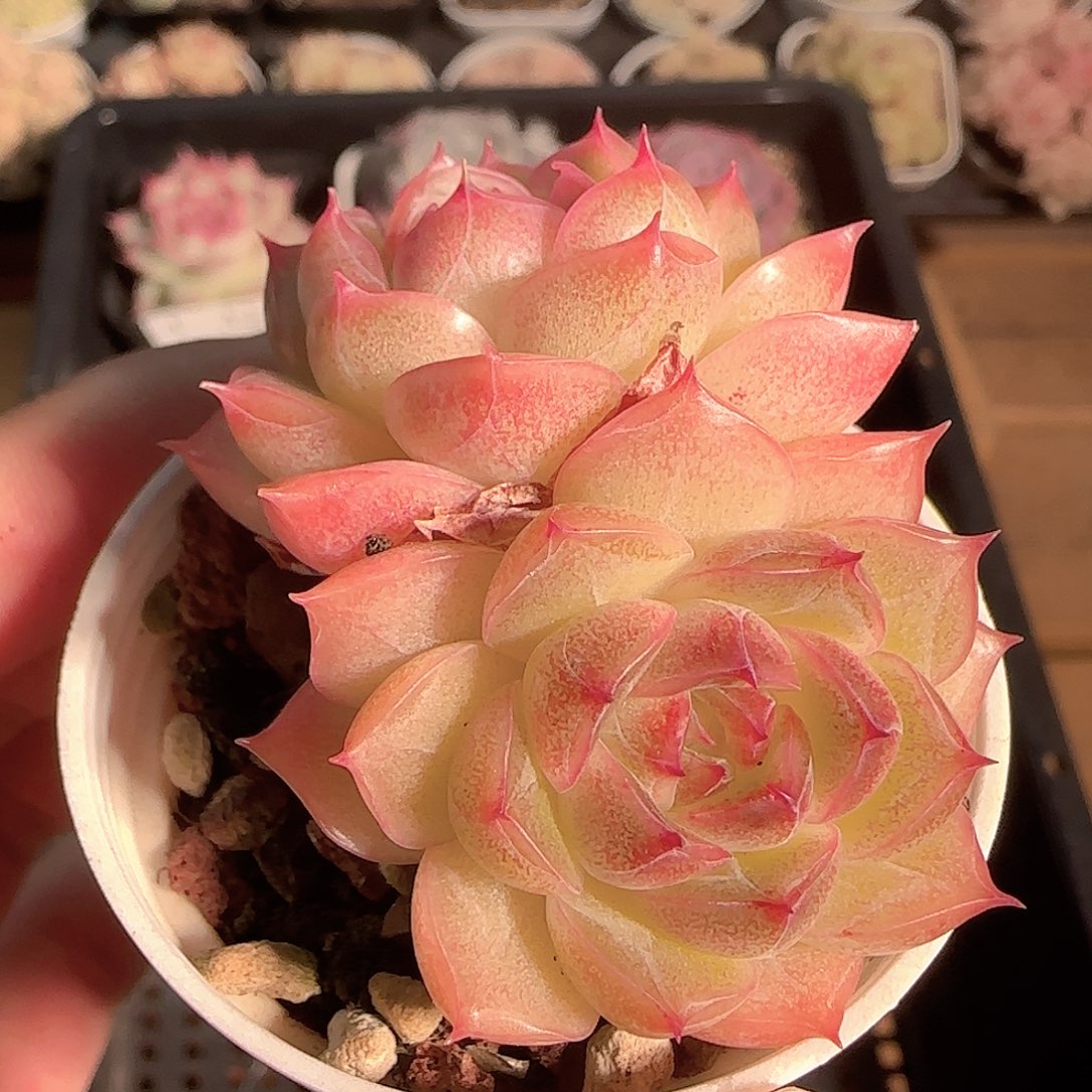 多肉1129-09麦秆麦秆