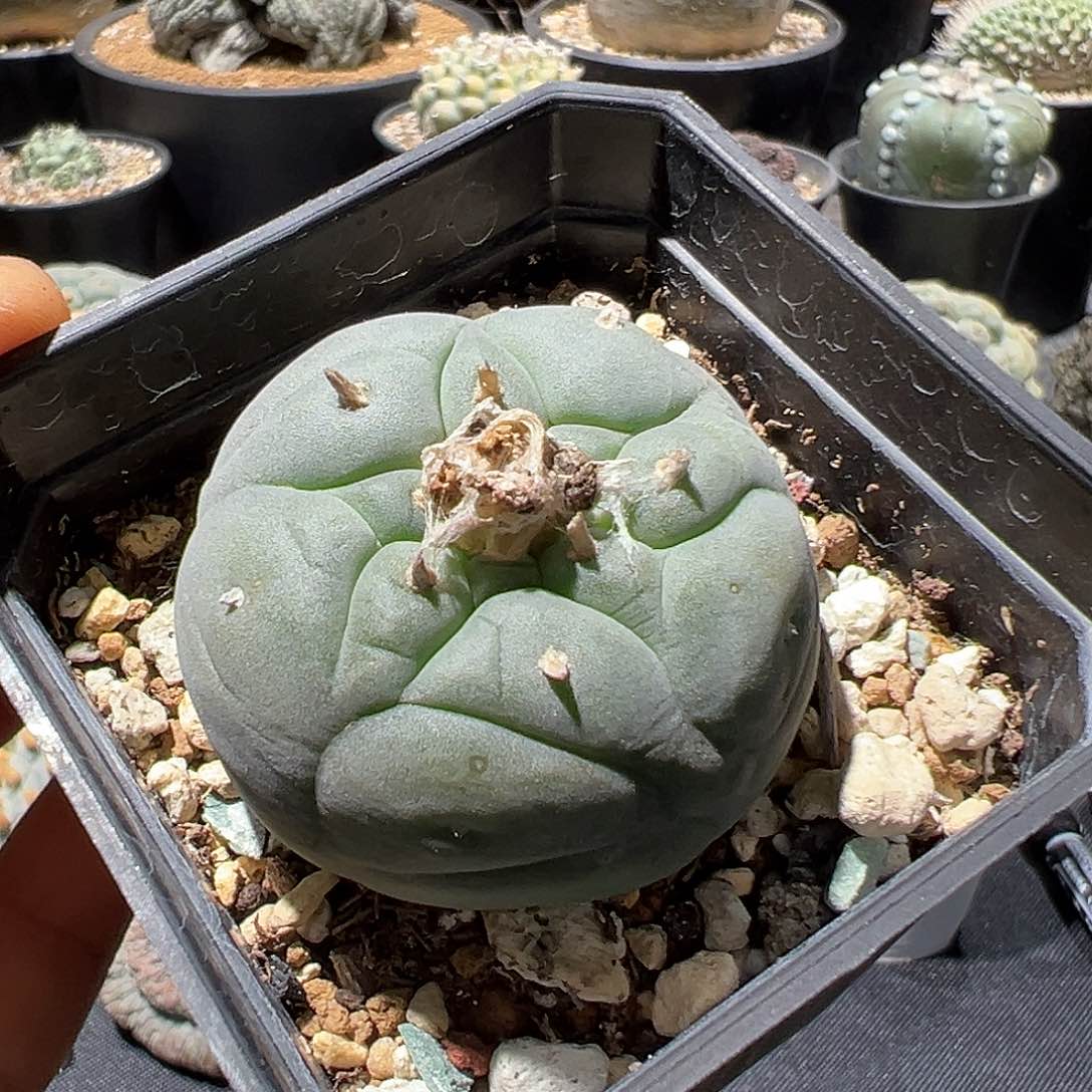 产地实生 原始大u银 