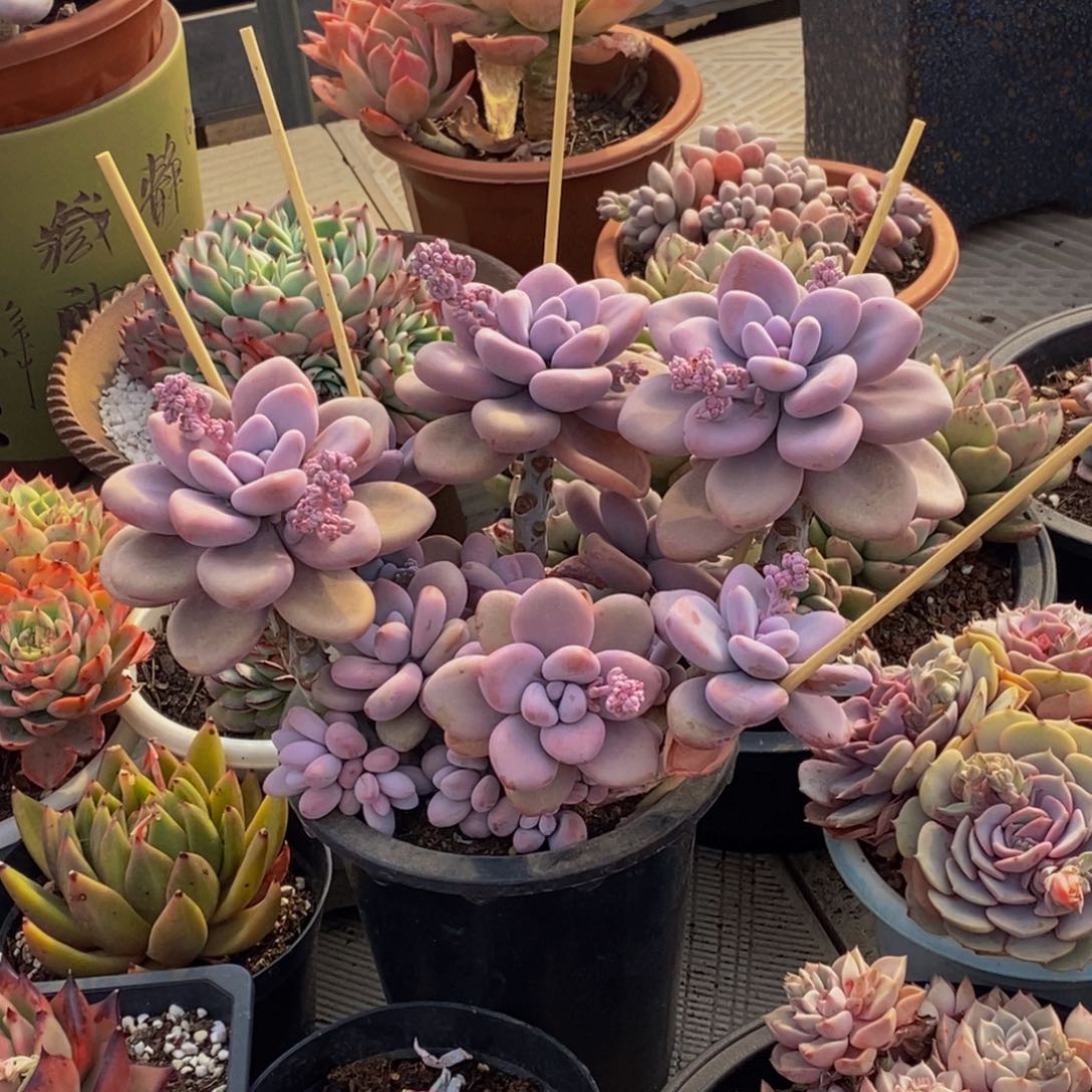 ?*48包邮一物一拍多肉植物