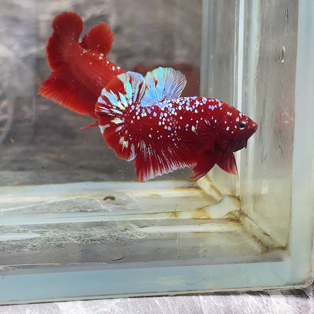 海水鱼育平斗鱼泰国斗鱼