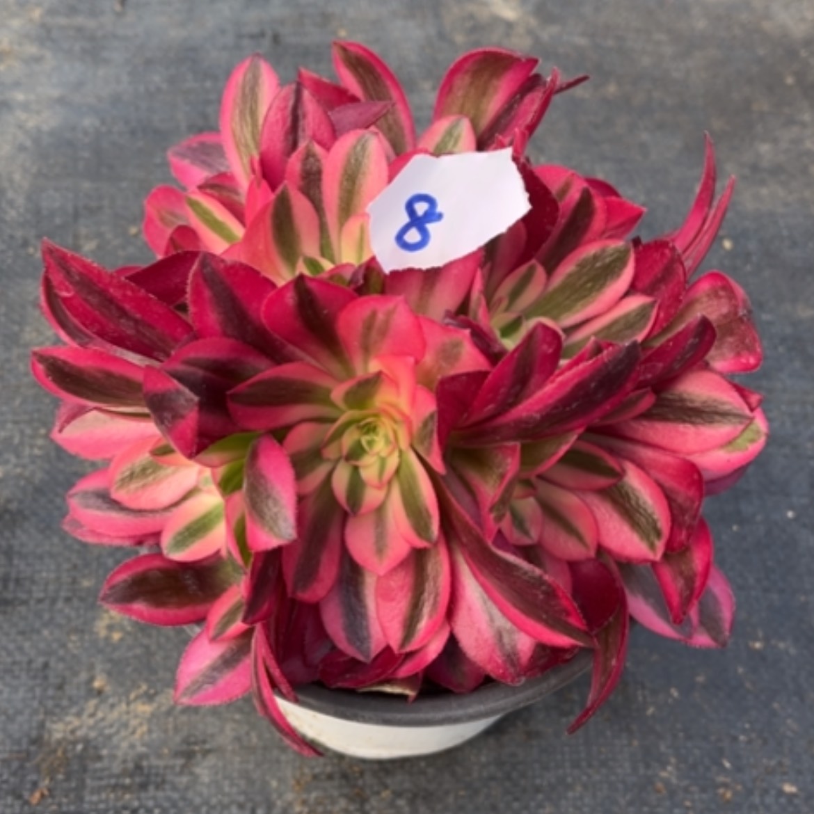 【闪购商品】8美杜莎多肉法师绣球