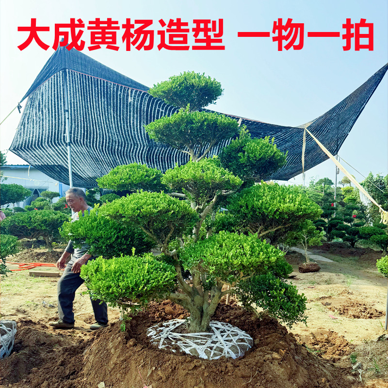 黄杨造型树老桩瓜子黄杨造型树庭院小叶造型黄杨树黄杨树景观树苗