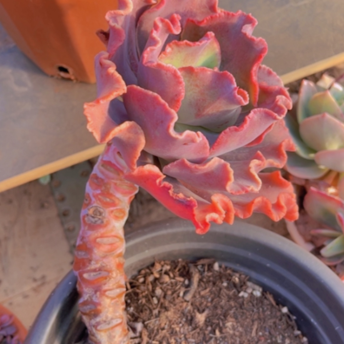 【闪购商品】红婚纱22224