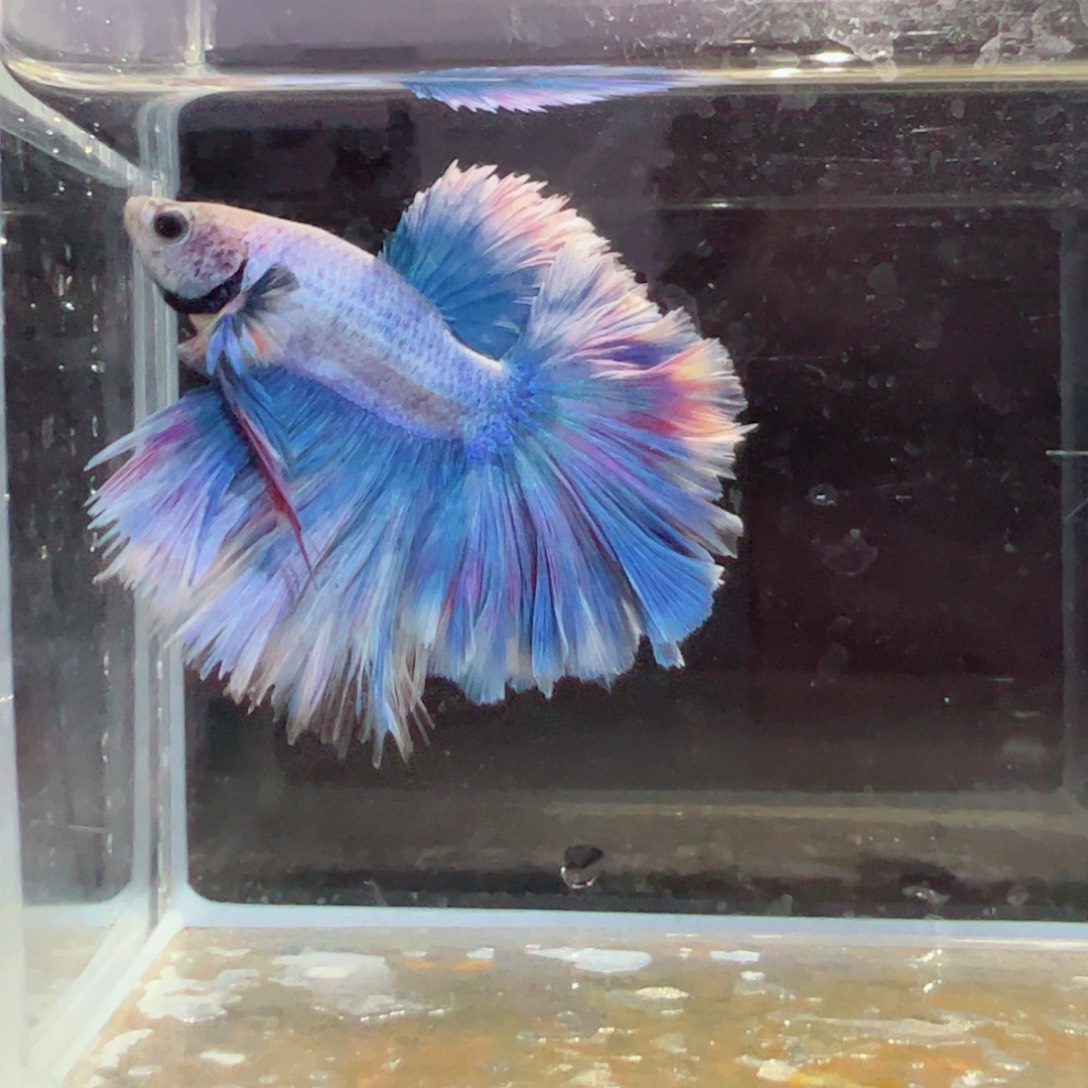 斗鱼浅色特殊尾hhhh